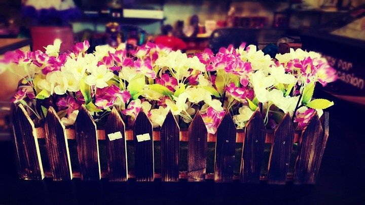 Orchids