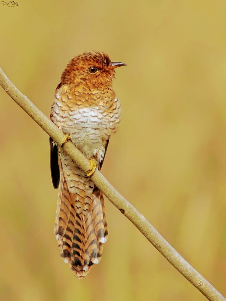 Plaintive Cuckoo