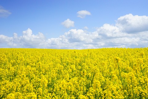 Field of Rapeseeds