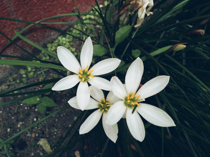 Floral love