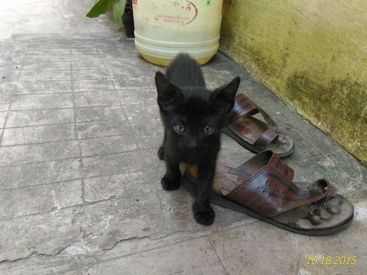 #black#cat