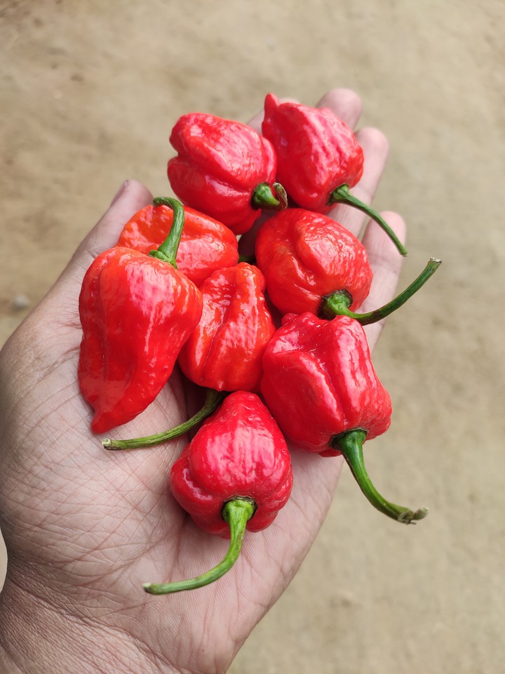 red