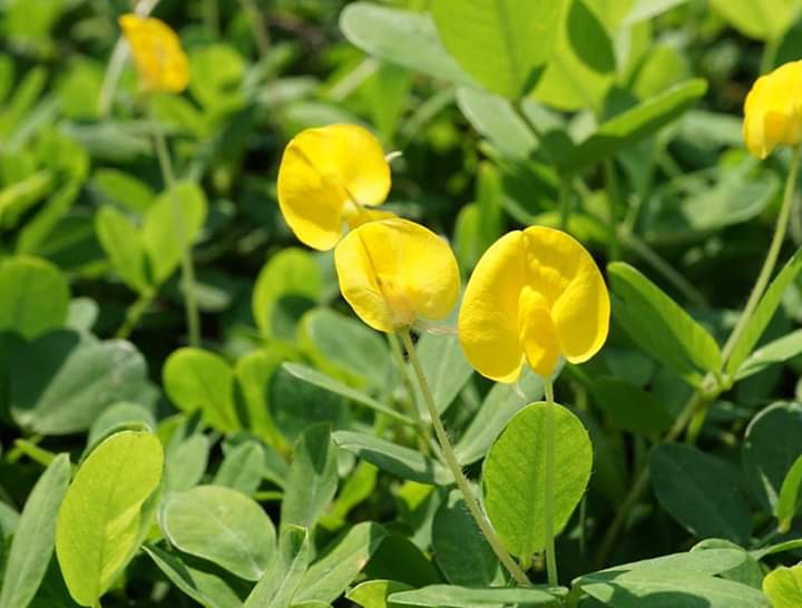 "Pinto peanuts flower"