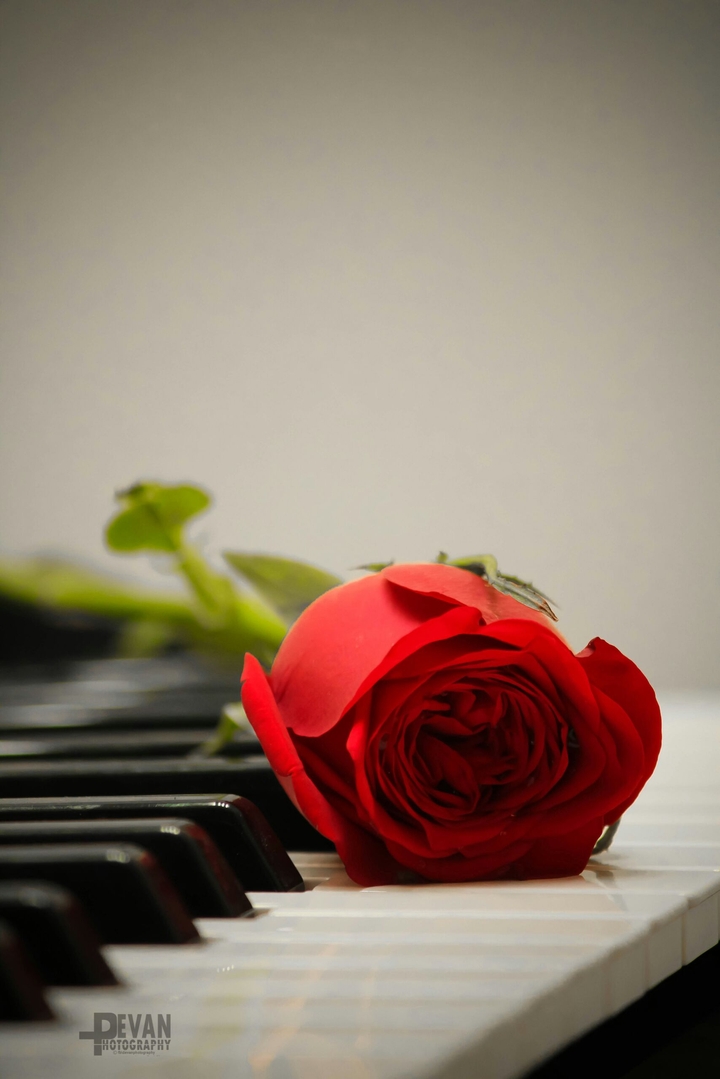 Rose.