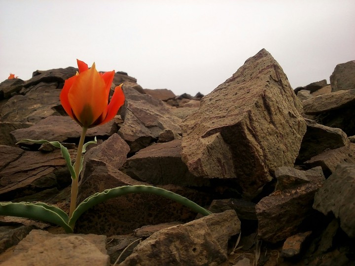Red Tulip