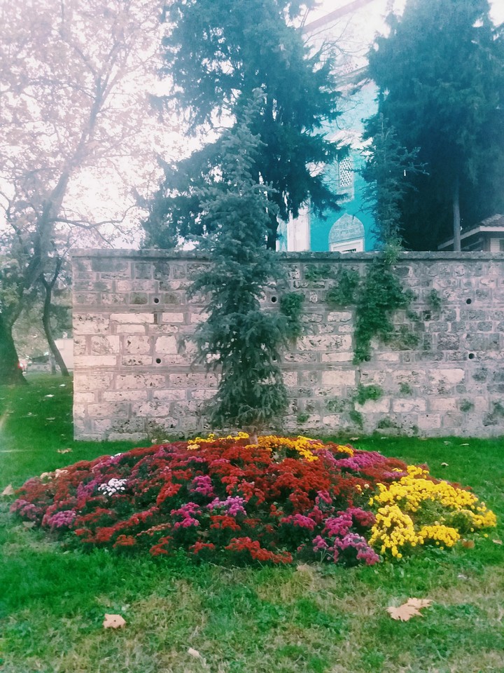yasilcami