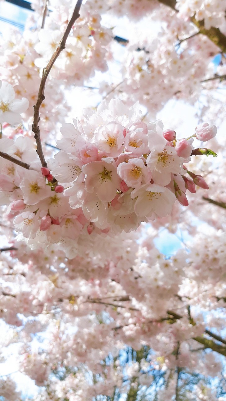 Cherry Blossom Season