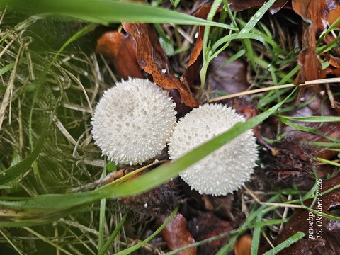 Fungus, Food, Produce