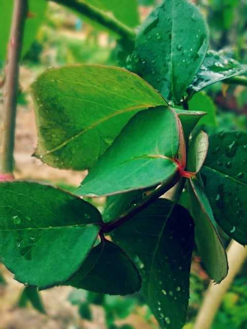 plant, leaf桌布