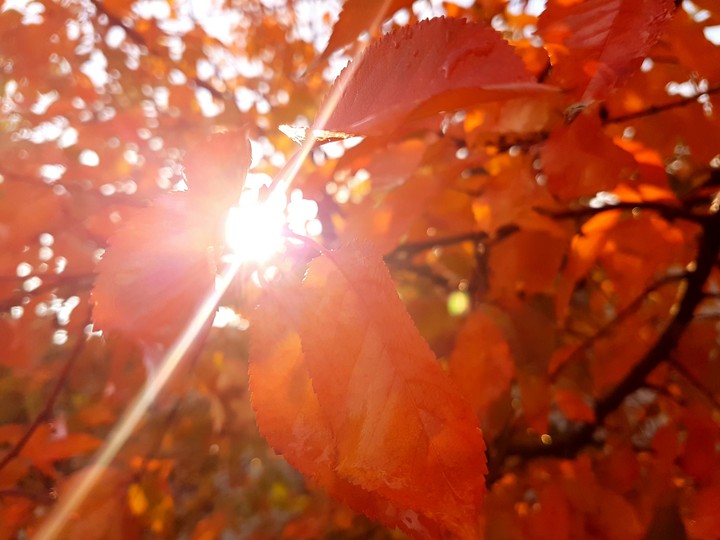 Autumn