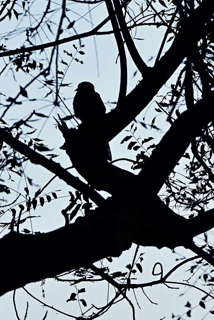 Birdy Silhouette