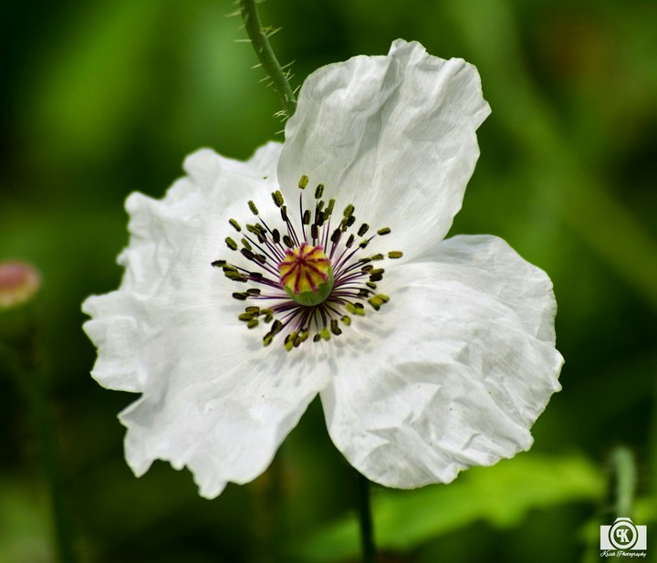 White flower with bokeh background