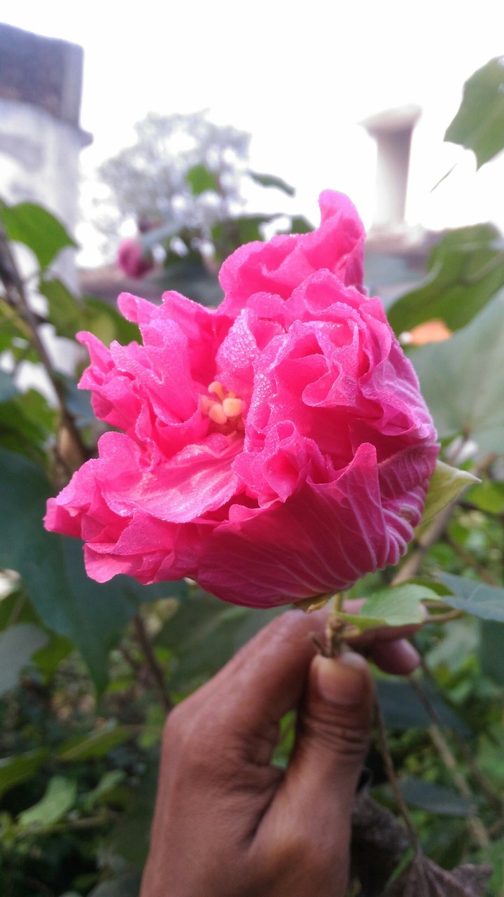 pink flower