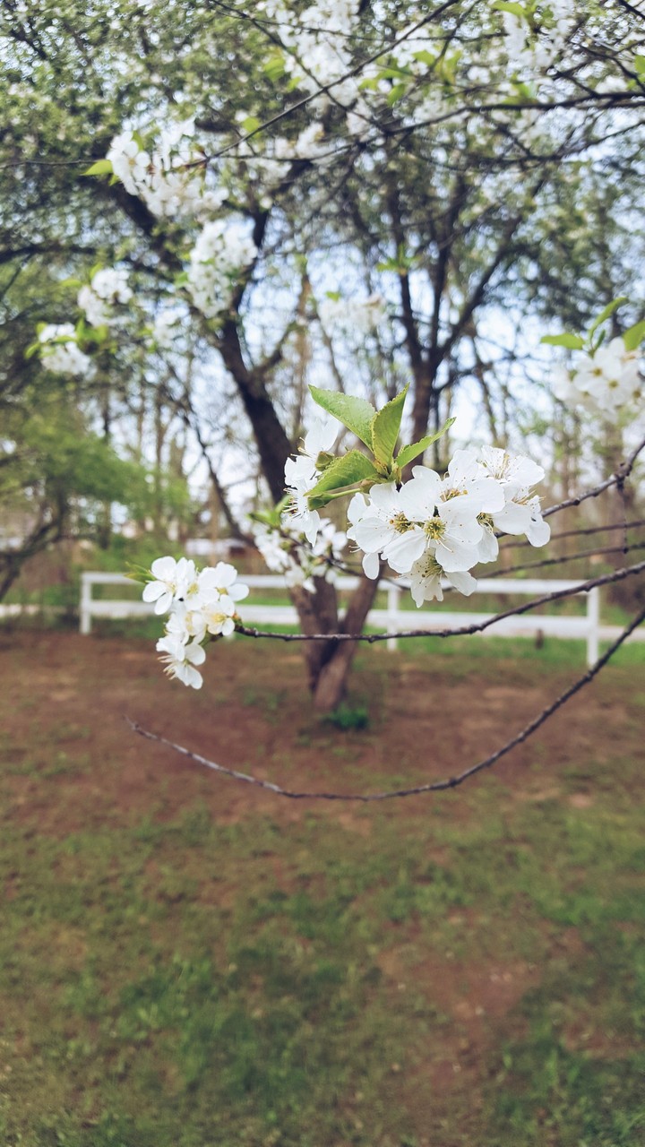 Country