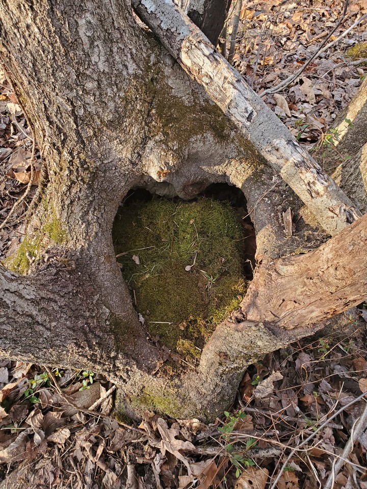 heart shaped tree stump