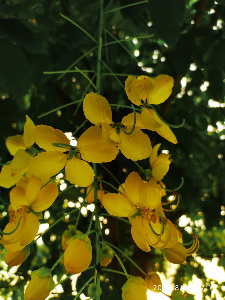 golden shower