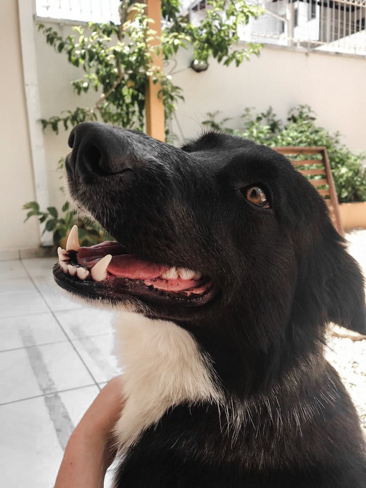 dog