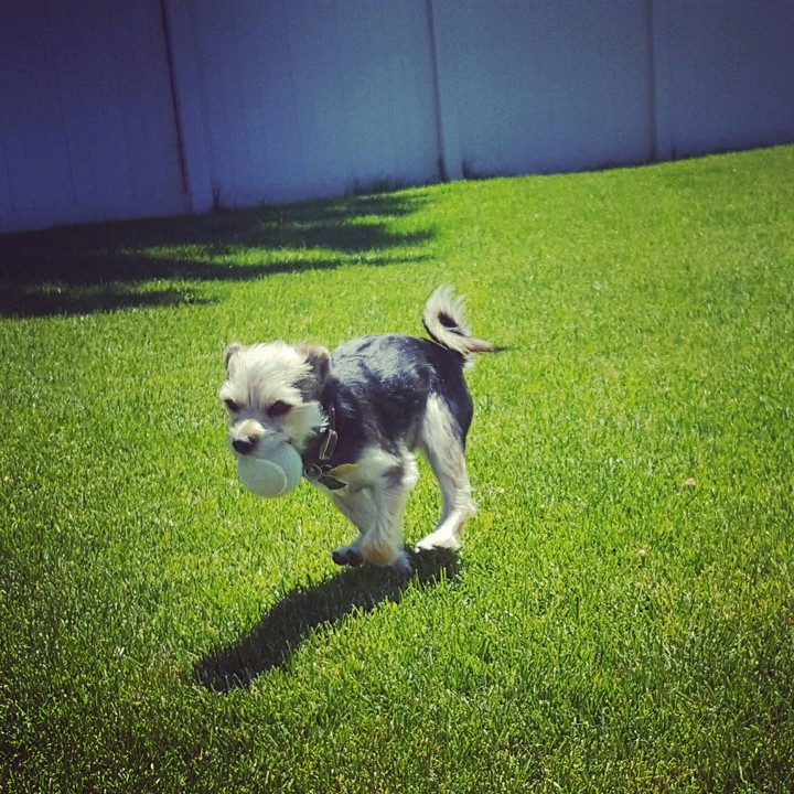 game of fetch