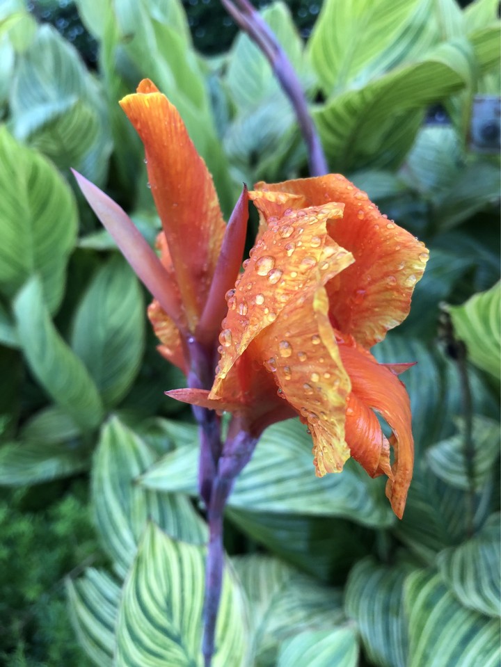 bloom with grace