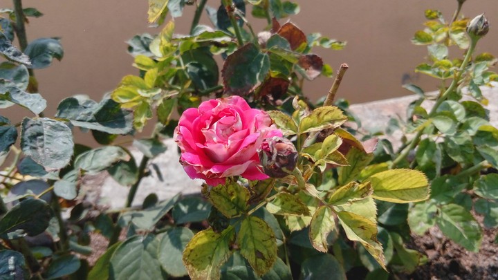 Rose