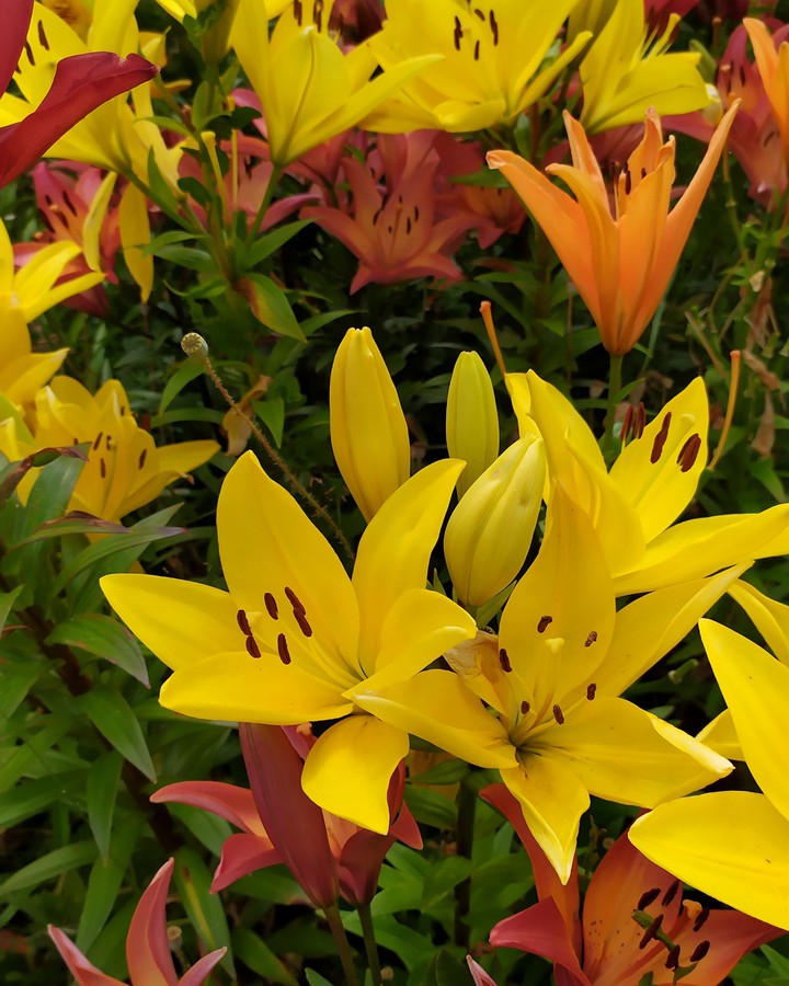 lilies