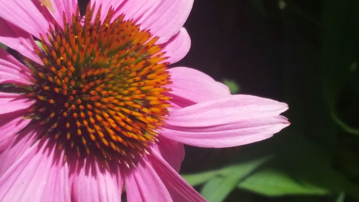 pink flower :)