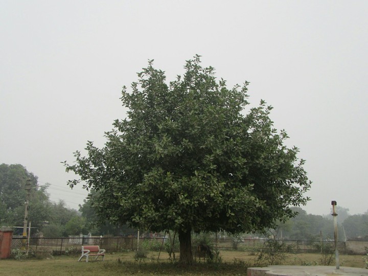 the tree