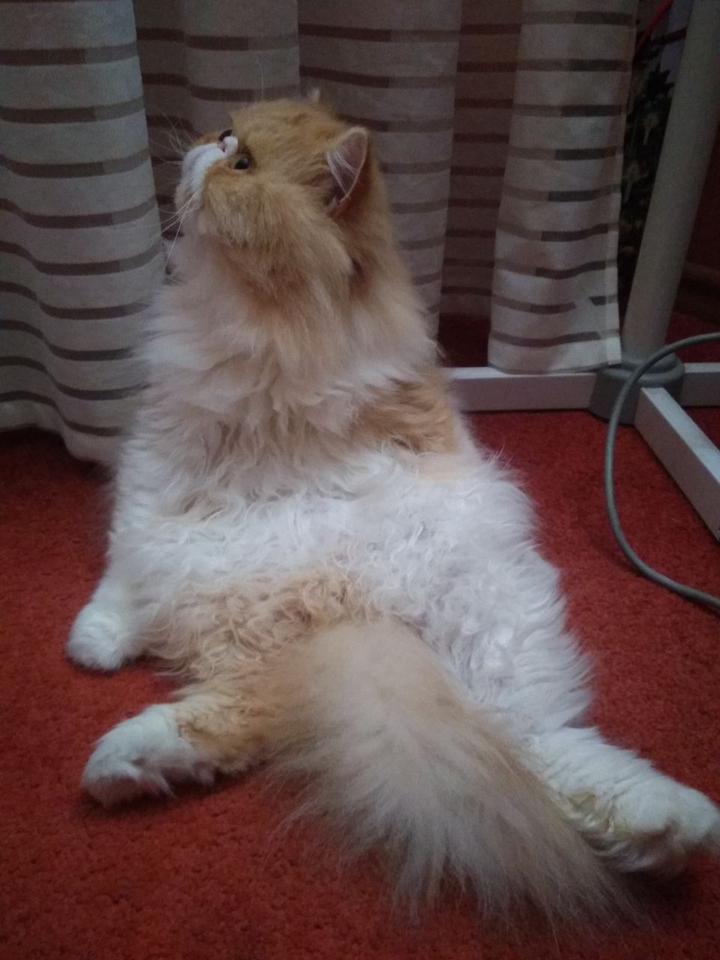 Кот Тимоша отдыхает