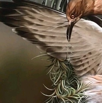 6x puzzle bird