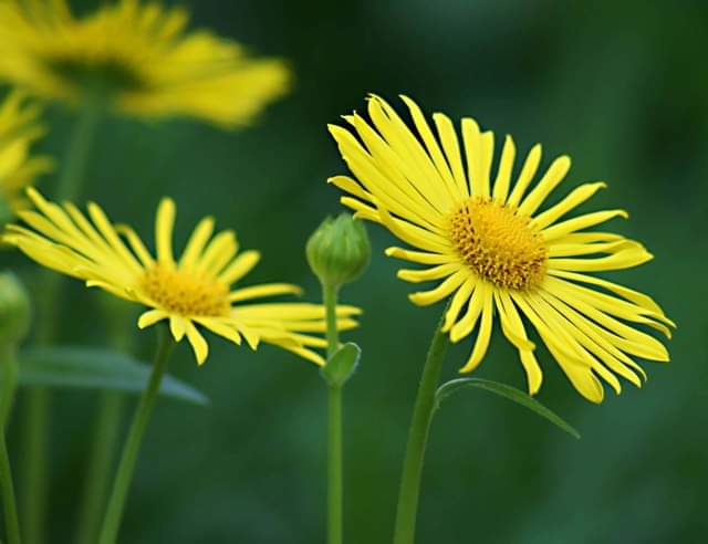 fleurs⭐⭐⭐