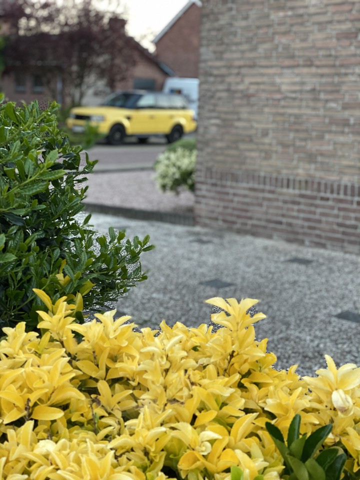 yellow