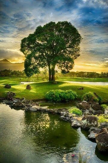 tree