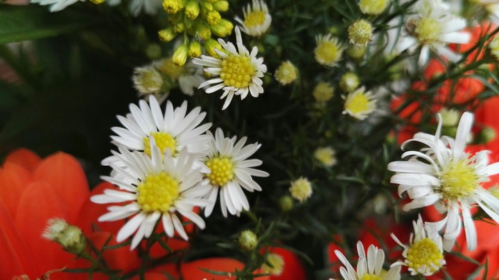 flores