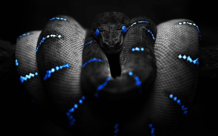 Snake