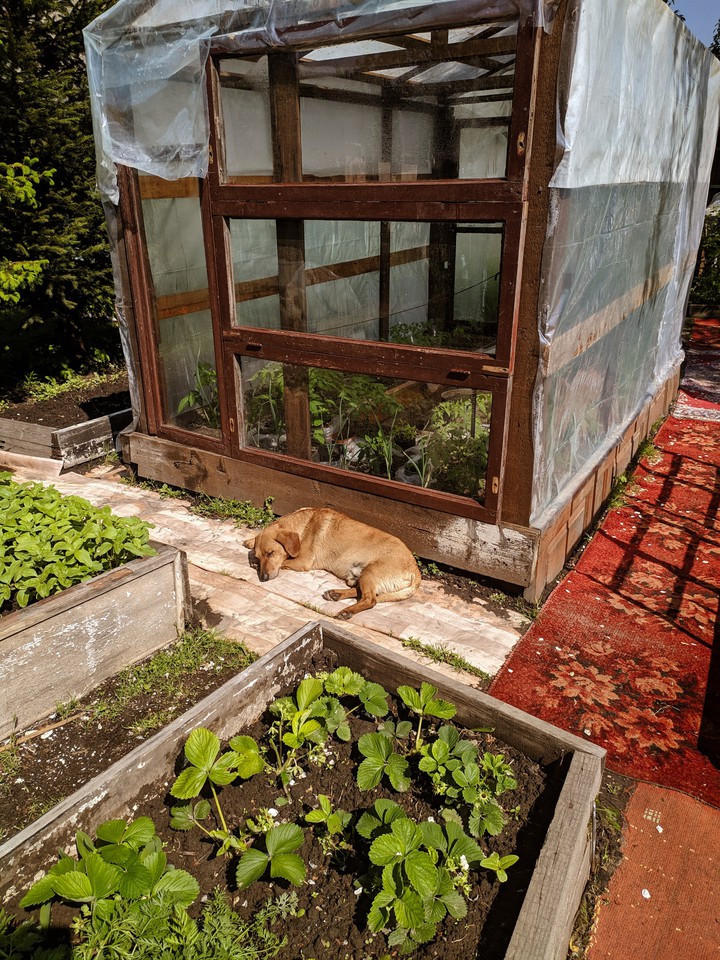 garden life