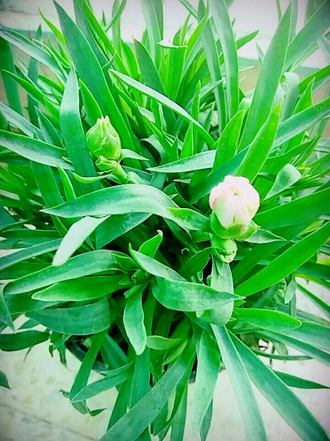 nature