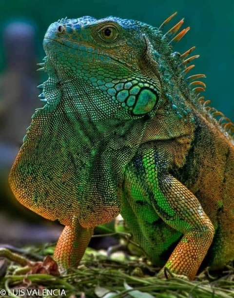 organism, iguania wallpapers
