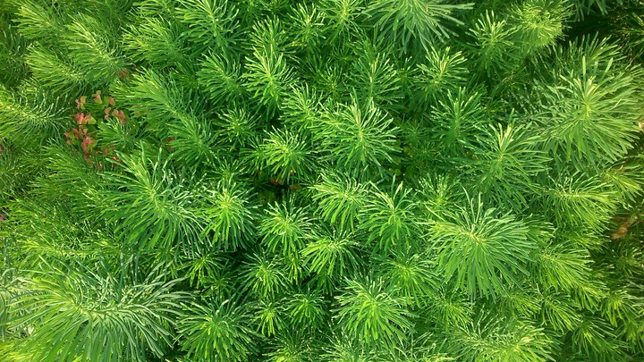green field