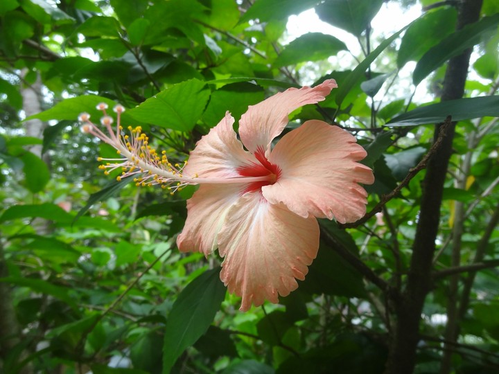 china flower
