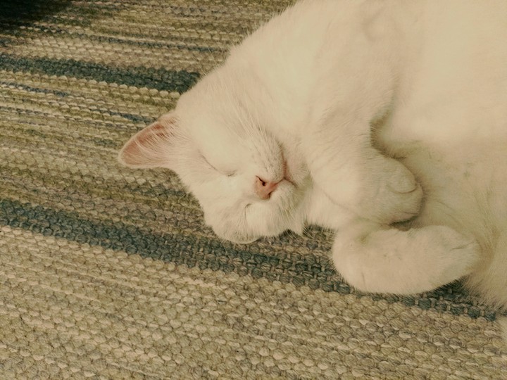 고양이