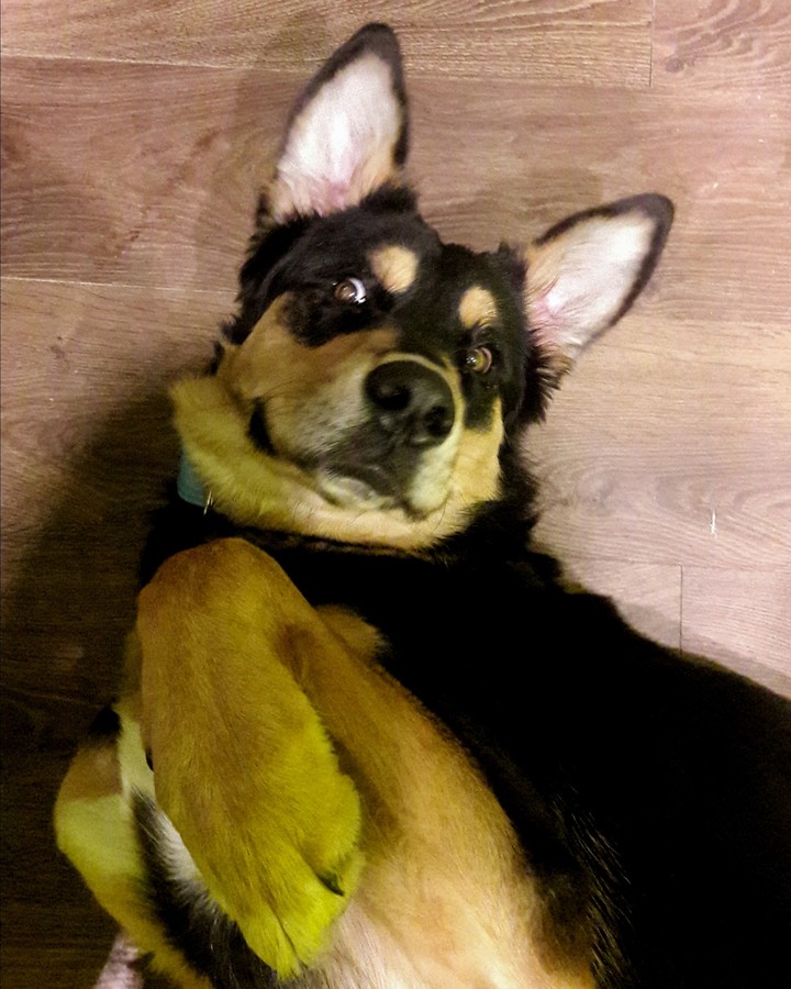 real life Scoobie Doo