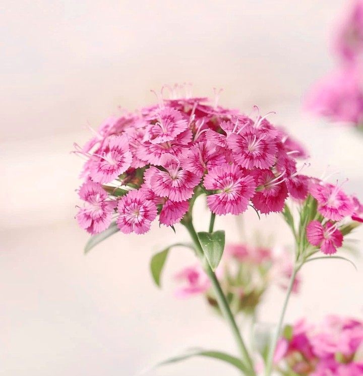 carnation