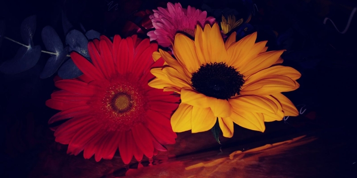 gerbera