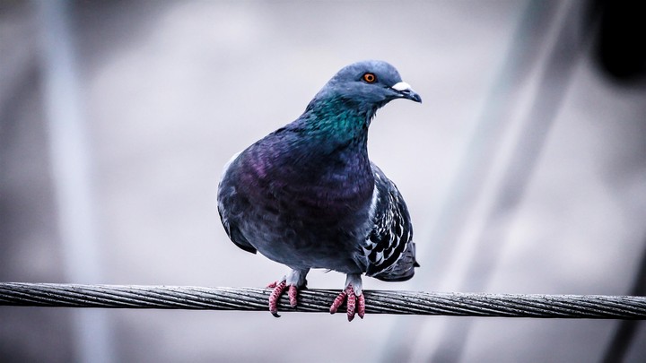 Dove