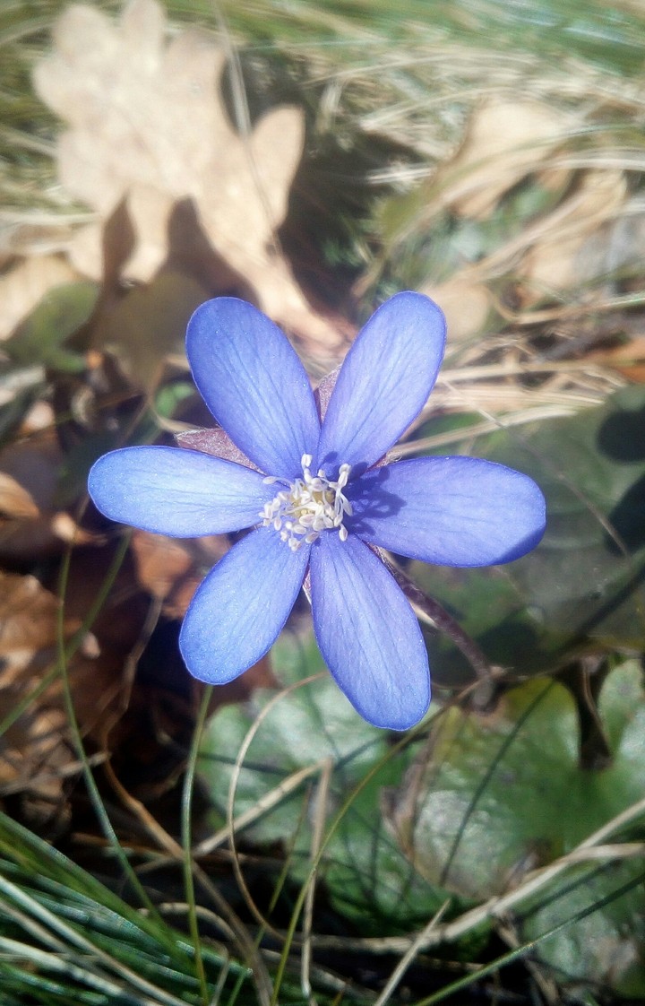 Flower in the woods