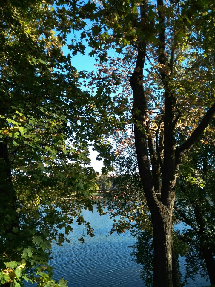 tree and water