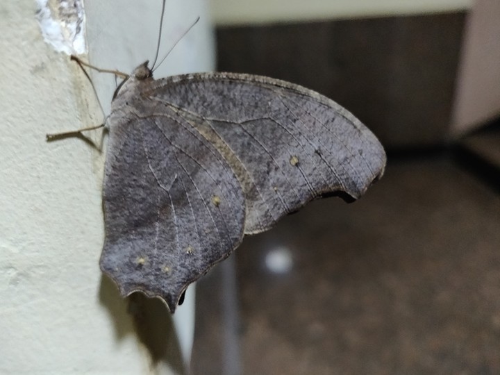 moth