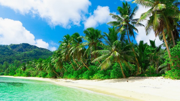 Tropic vibes