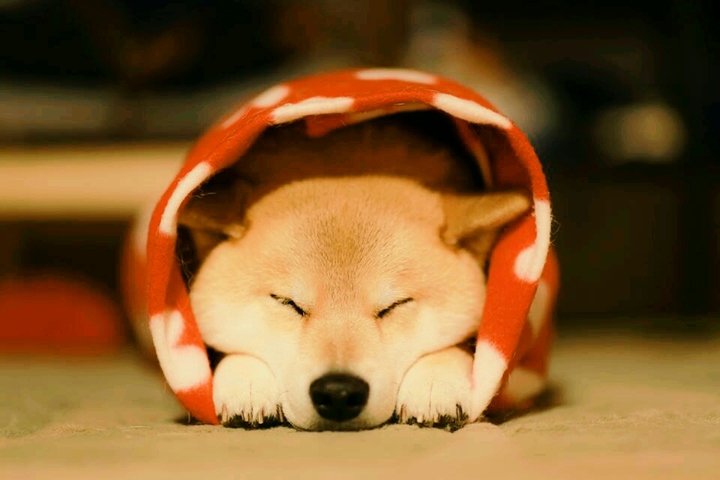 Cute dog!!!)))