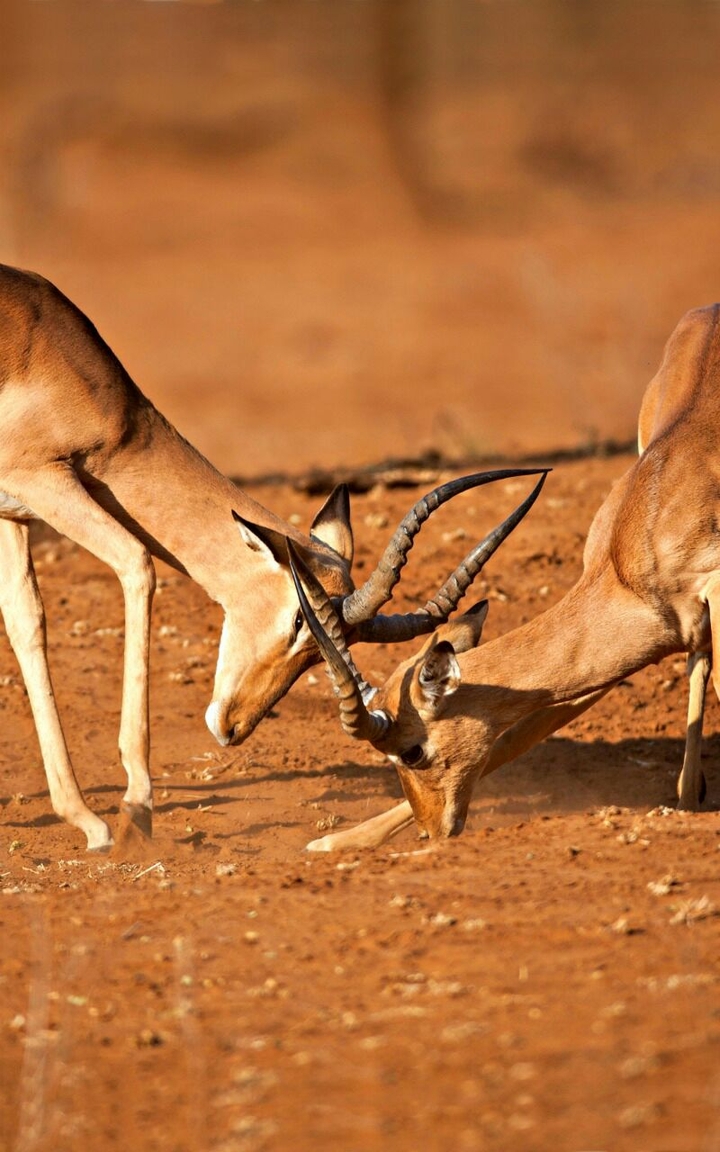 wildlife